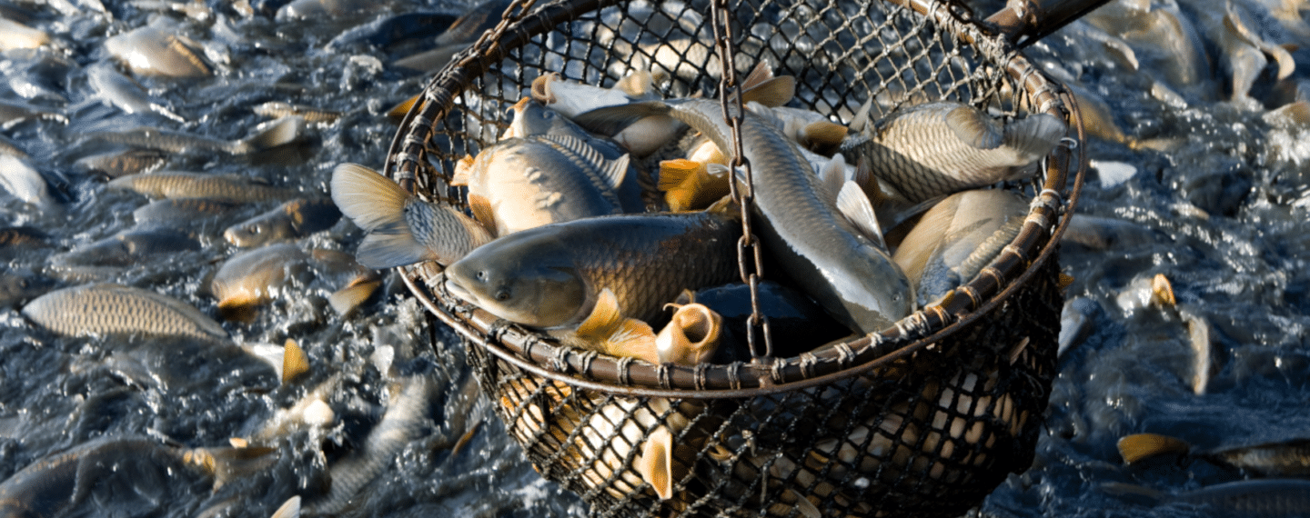 New Netflix Documentary Exposes Devastation of Global Fishing Industry