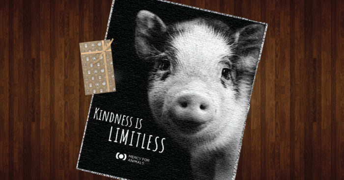 https://file-cdn.mercyforanimals.org/mercy4animals.wpengine.com/sites/445/2022/12/02-KindnessThrow-700x367.jpg