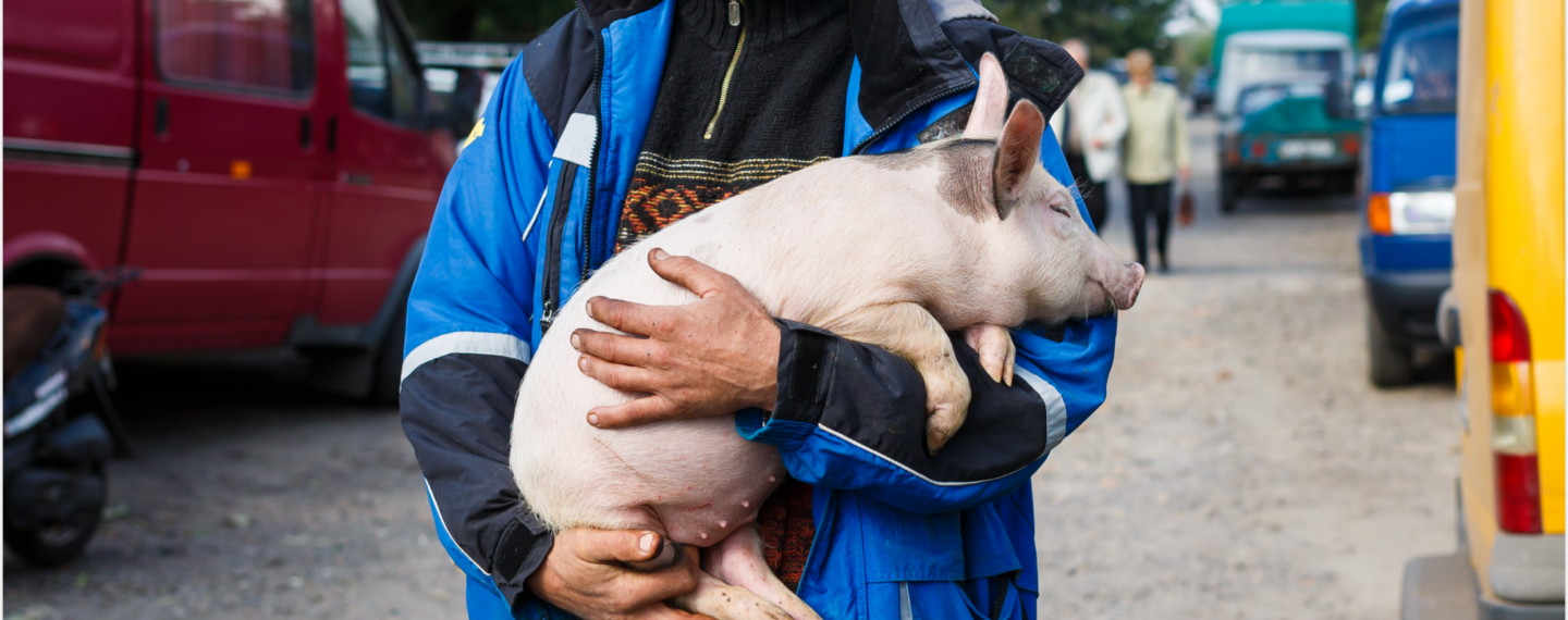 Firehouse Goes Pork-Free After Adopting Penny the Fire Pig