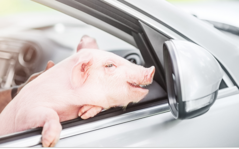 Tiny Piglet Tumbles off Truck and Is Rescued by Compassionate Drivers
