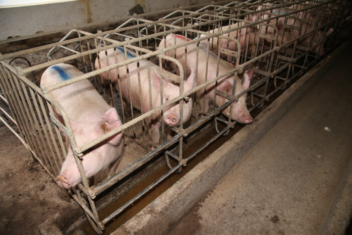 A row of pigs in gestation crates at  factory farm.