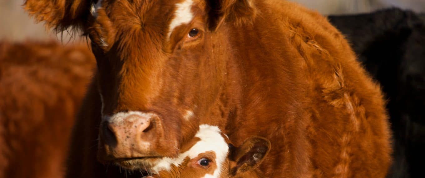 6 formas en las que las vacas son definitivamente más fotogénicas que tú