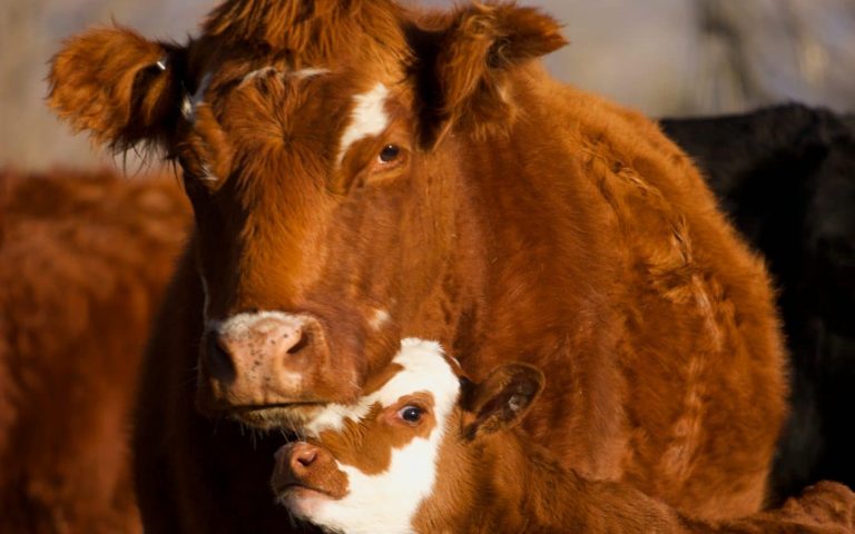 6 formas en las que las vacas son definitivamente más fotogénicas que tú