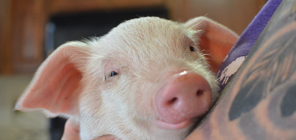 Cerdito rescatado es bautizado “Nathan”, como el Fundador de MFA