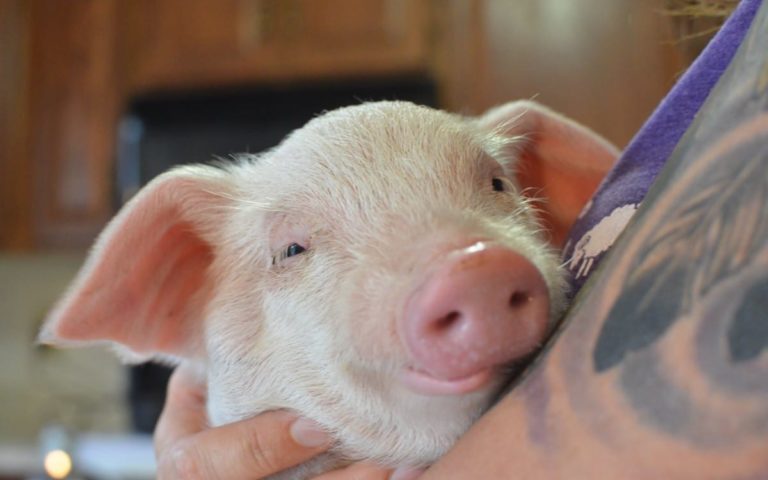 Cerdito rescatado es bautizado “Nathan”, como el Fundador de MFA