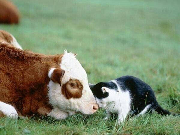 Gatos y animales en granjas: 11 historias de amor