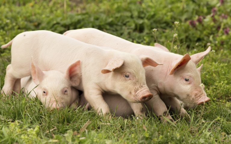 9 razones por las que los bebés de animales de granja son los más tiernos