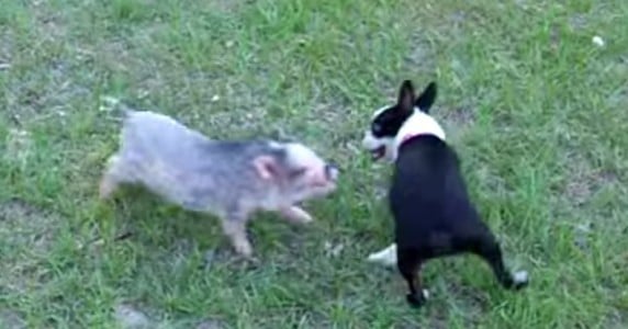 8 parejas de cerdos y perros que se aman