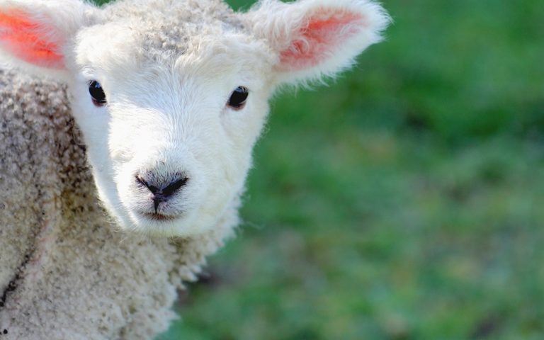 ¿Tienes 5 minutos libres y te quieres reir? Lee estos chistes aptos para veganos