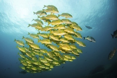 5 hechos increíbles que cambiarán tu forma de ver a los peces.