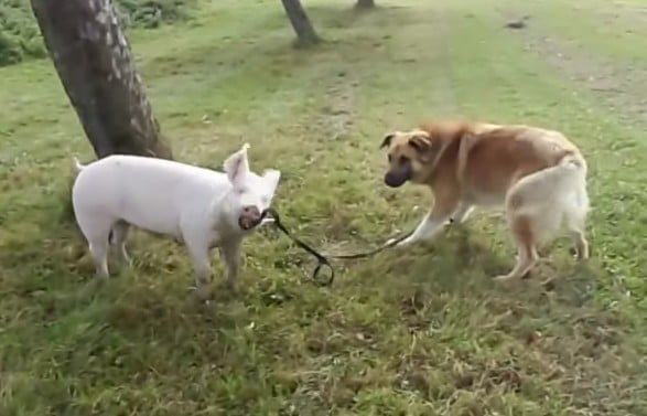 Un cachorro y un cerdito adorables juegan juntos