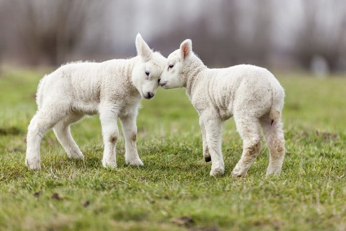 5 razones por las que los corderos son, en realidad, unicornios bebés