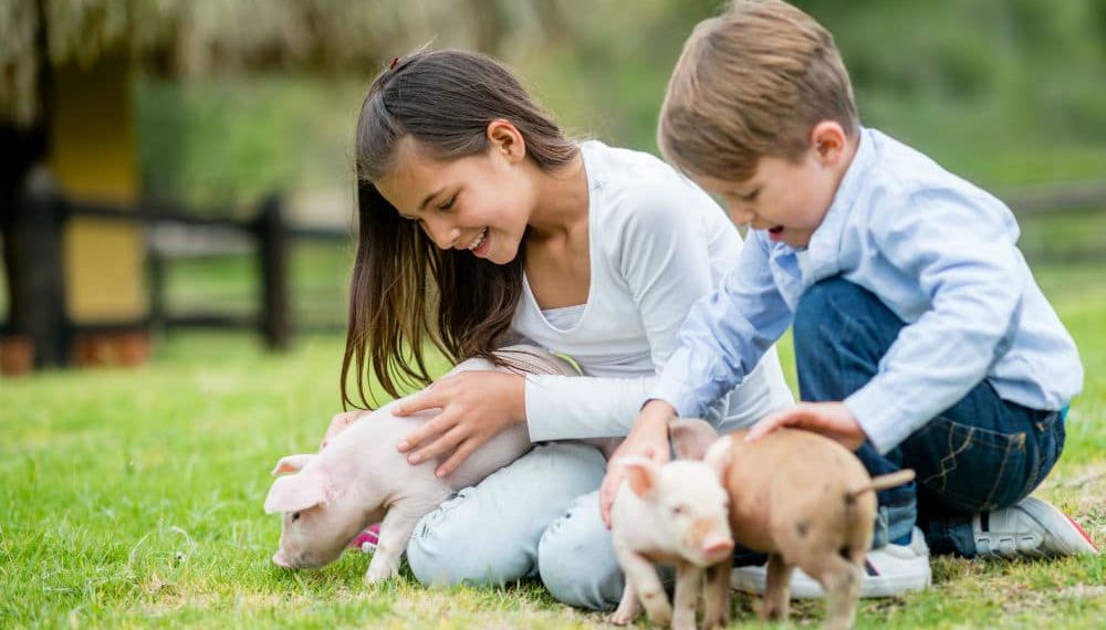 Éste es el mensaje que tienen los animales para ti en el Día del Amor y la Amistad