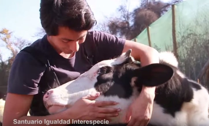 Vacas rescatadas empiezan el día con el amor de su cuidador
