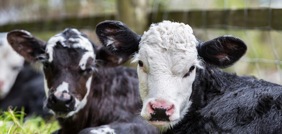 Esta pregunta te ayudará a determinar si debes ser vegano o no