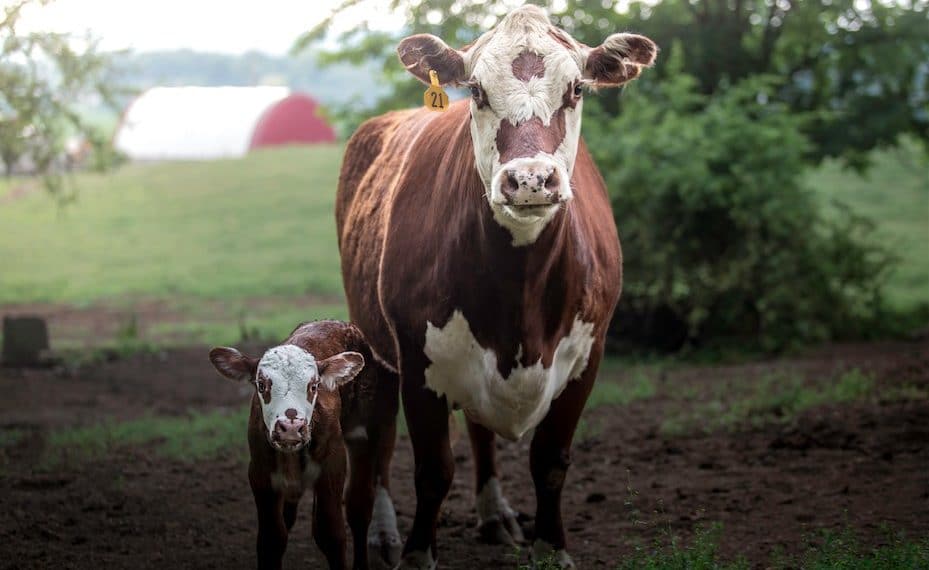 Estas asombrosas fotos te inspirarán para proteger a los animales