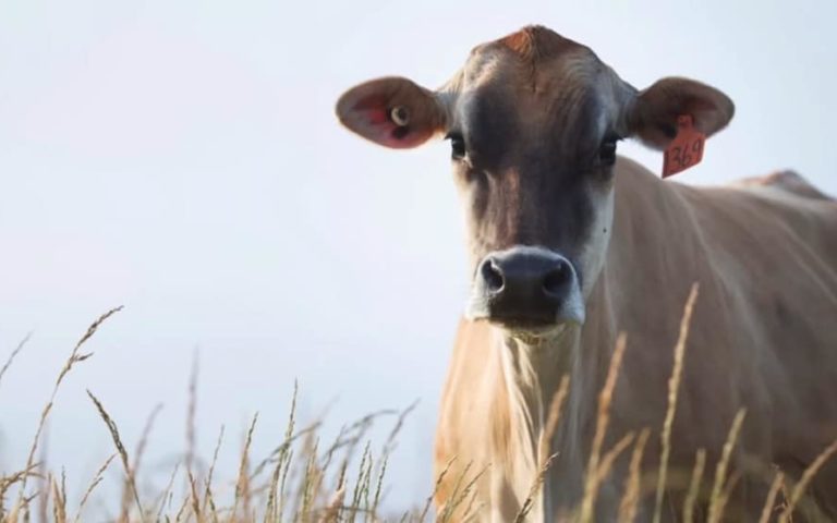 Una vaca lechera rescatada recuerda a sus bebés robados