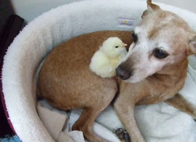 ¡WOW! Un precioso perro geriatra cuida a un pollito bebé
