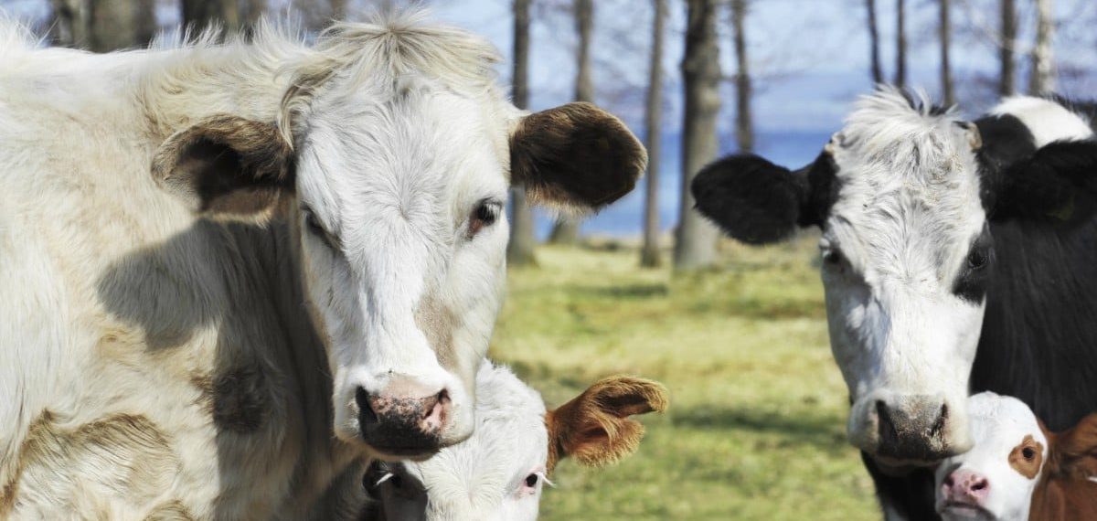 Las vacas no sólo son inteligentes y sociables. ¡También aman la música!