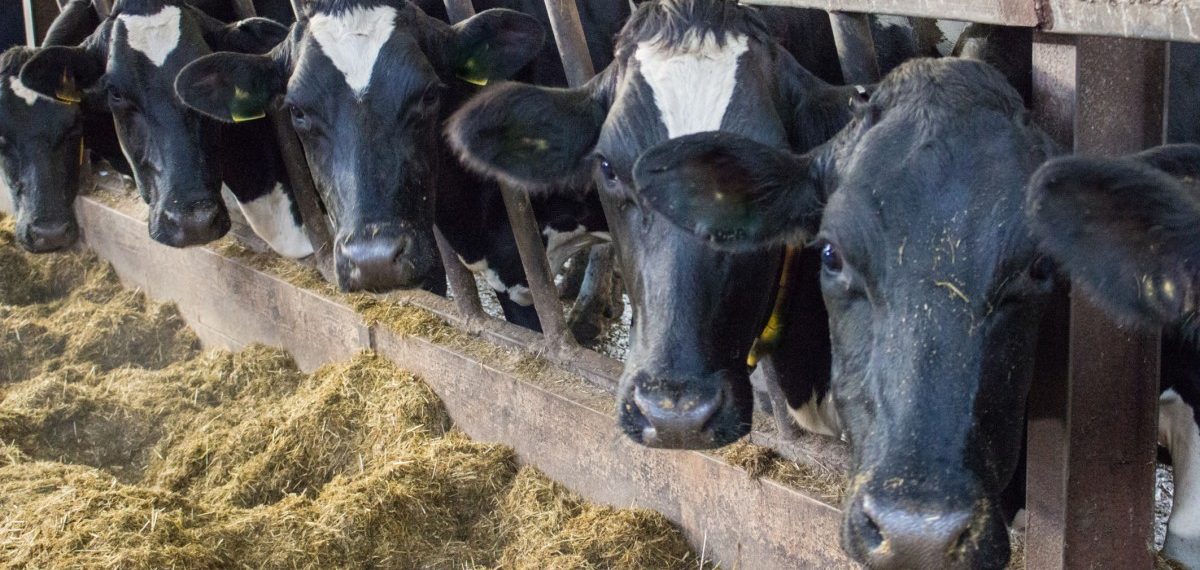 Nuevos hallazgos sobre el poder adictivo del queso