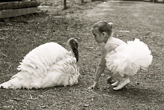 7 cosas increíbles que probablemente no sabías sobre los pavos