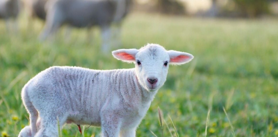 8 formas de mostrar tu amor por los animales en granjas en San Valentín