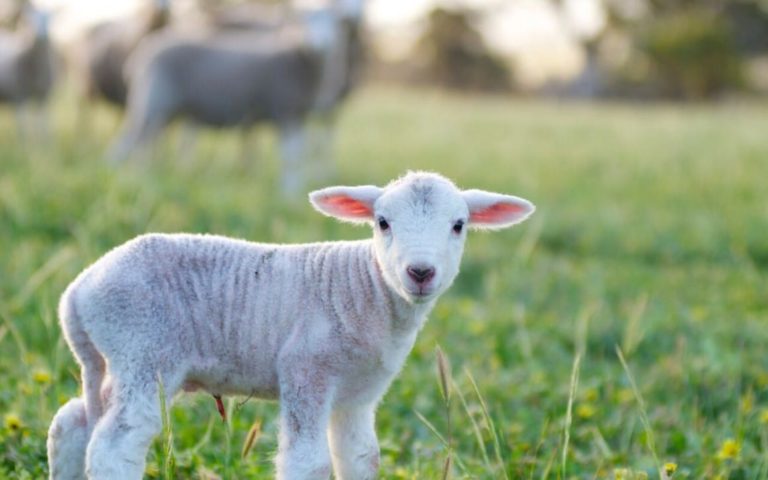 8 formas de mostrar tu amor por los animales en granjas en San Valentín