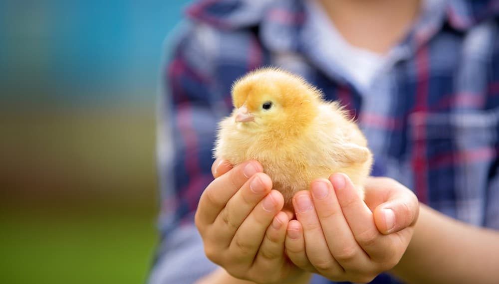 En serio, ¿qué es el veganismo?