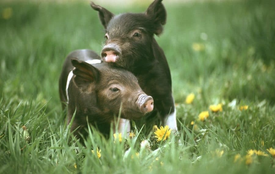 7 cosas que desearía haber sabido cuando me volví vegana