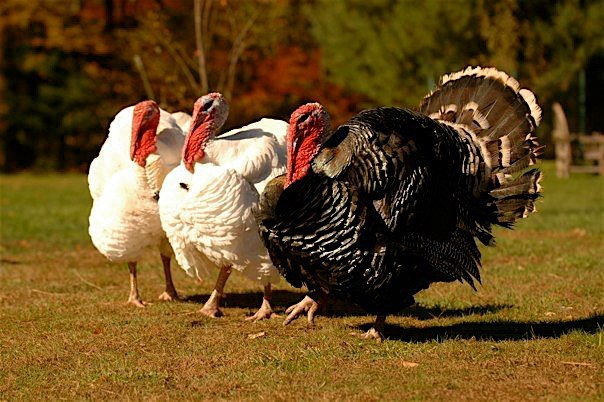 5 razones que te convencerán de que los pavos son gatos con plumas
