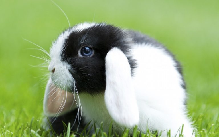 6 razones para dejar a los adorables conejos fuera de tu plato