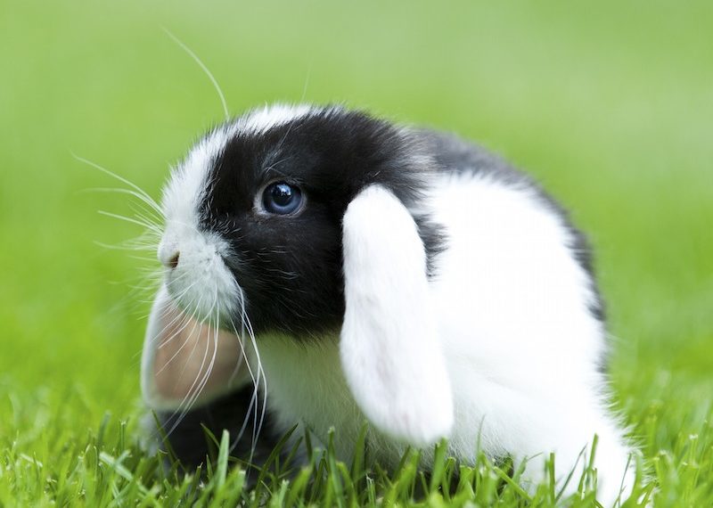 6 razones para dejar a los adorables conejos fuera de tu plato