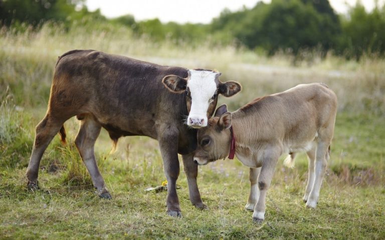 La ciencia revela las conversaciones entre las vacas y sus terneritos