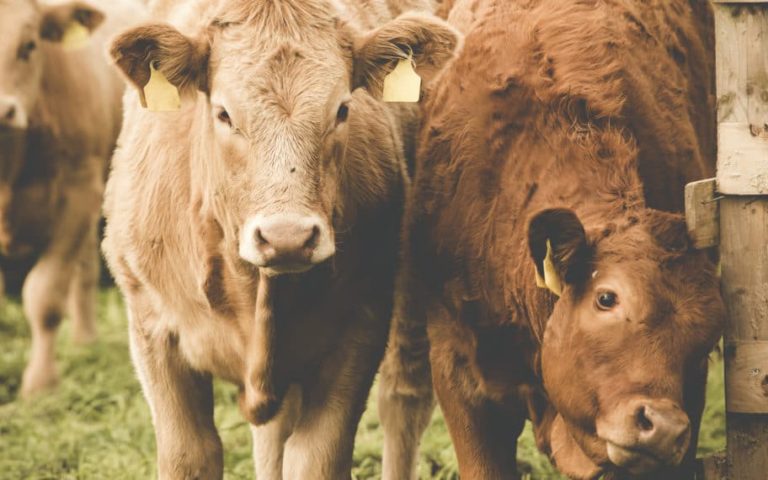 ¿Qué significan los derechos de los animales?