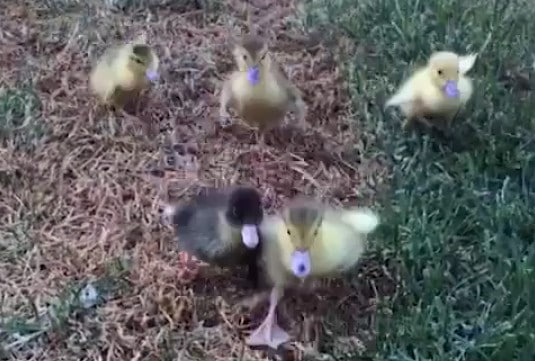 Mira: patitos juguetones acorralan a su cuidador