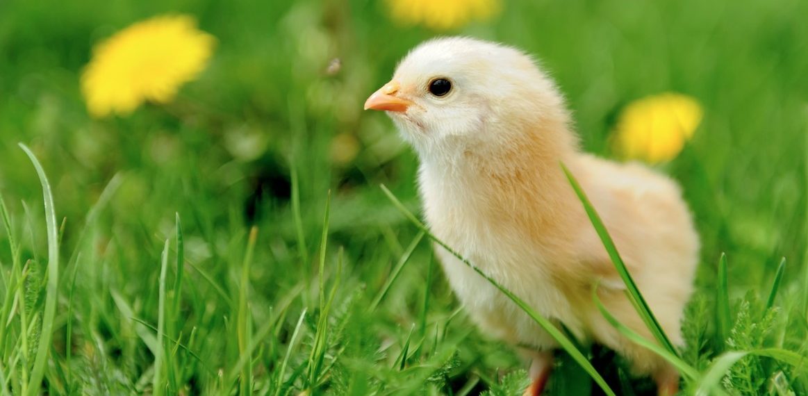 8 hechos fascinantes que cambiarán tu forma de ver a las gallinas