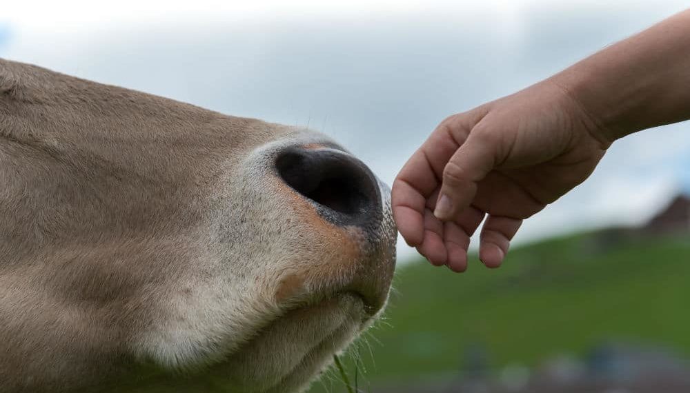 5 maneras de mostrar tu amor por los animales