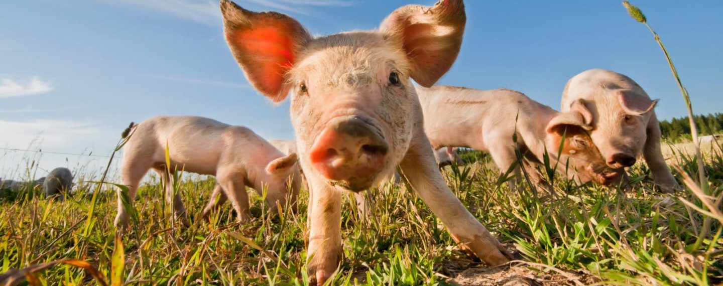 Las 10 mejores frases sobre veganismo