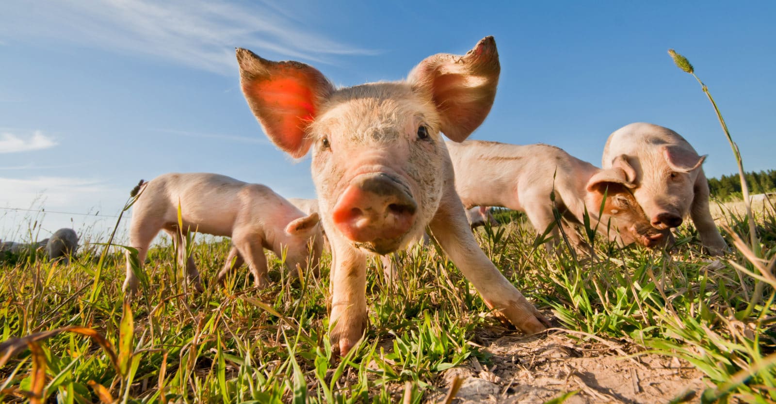 Las 10 mejores frases sobre veganismo.