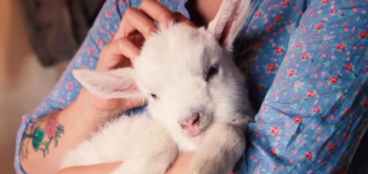 Un hermoso cabrito disfruta de sus primeros momentos felices