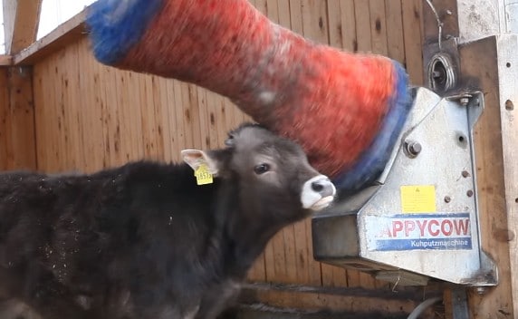¡A Paula le encanta su cepillo “Vaca Feliz”!