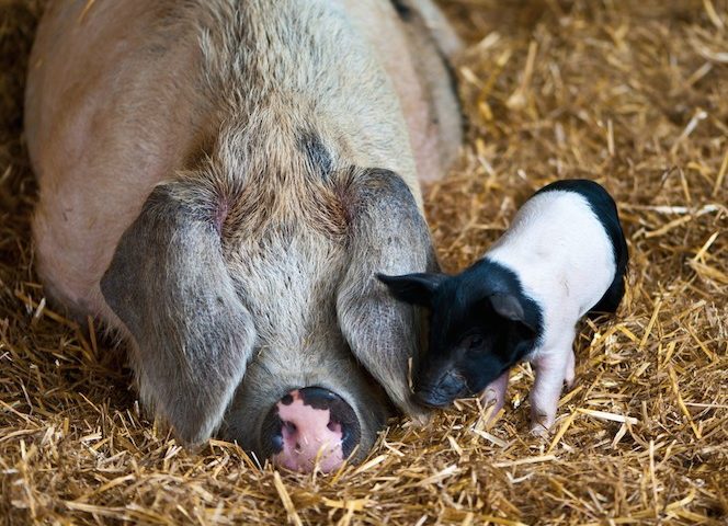 8 hechos asombrosos que prueban que los cerdos deber quedarse fuera de tu plato