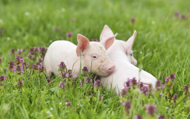 7 formas en que los cerdos son más chéveres que los perros
