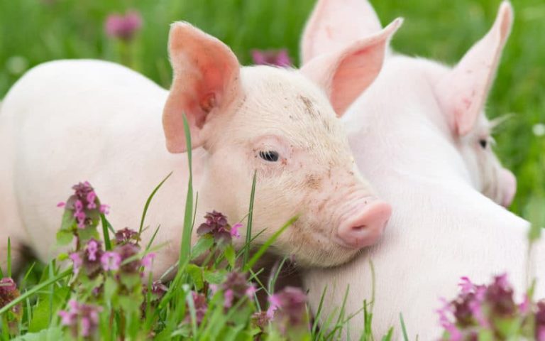 10 formas creativas de ayudar a los animales