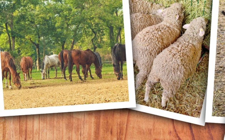 ¿Qué animal eres según tu personalidad?