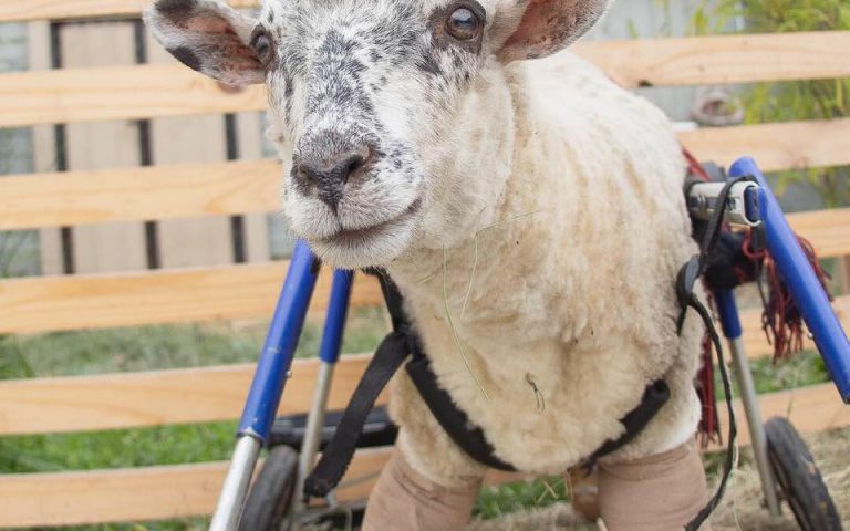 Esta ovejita abandonada no podía caminar, pero gracias a su rescatista tuvo una segunda oportunidad