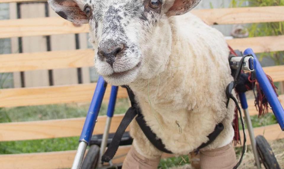Esta ovejita abandonada no podía caminar, pero gracias a su rescatista tuvo una segunda oportunidad