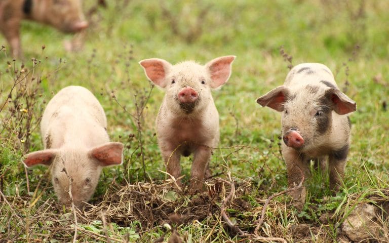 ¿Necesitas ánimos? Estos lindos videos de animales felices te harán sonreír
