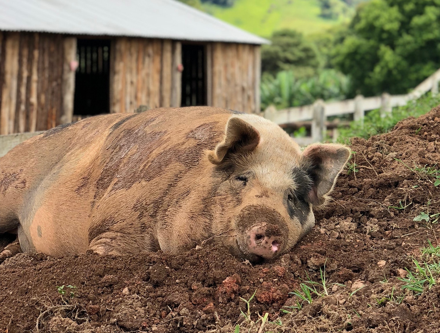 Happy Pig