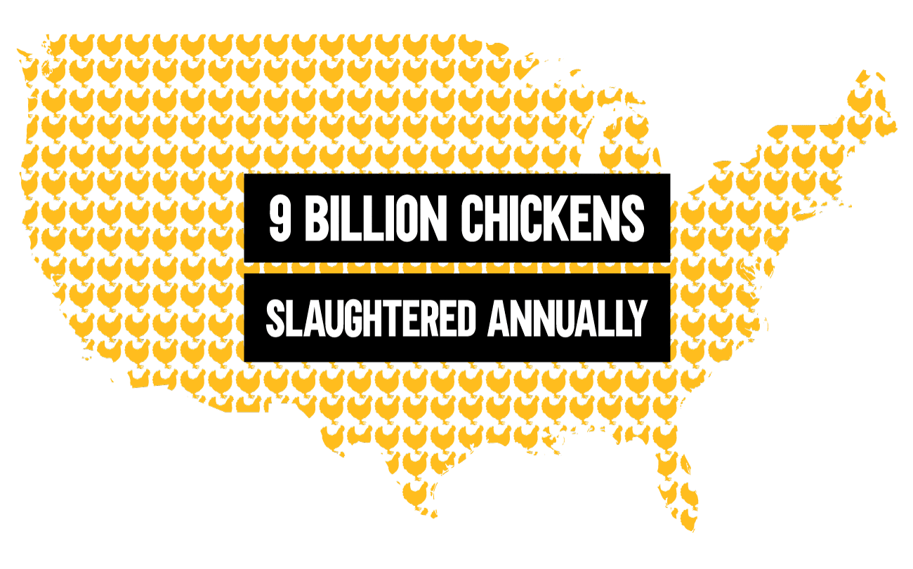 9 Billion Chickens Slaughtered Every Year